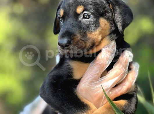 Üst Kalite Harika Anatomi Doberman Yavrular görsel