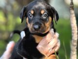 Üst Kalite Harika Anatomi Doberman Yavrular