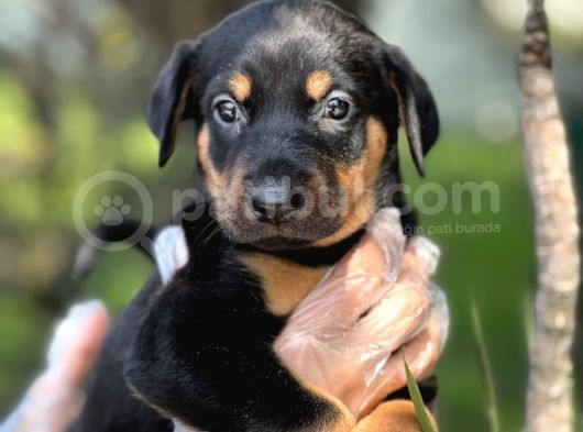 Üst Kalite Harika Anatomi Doberman Yavrular görsel