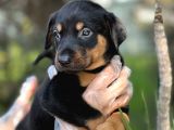 Üst Kalite Harika Anatomi Doberman Yavrular