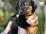 Üst Kalite Harika Anatomi Doberman Yavrular
