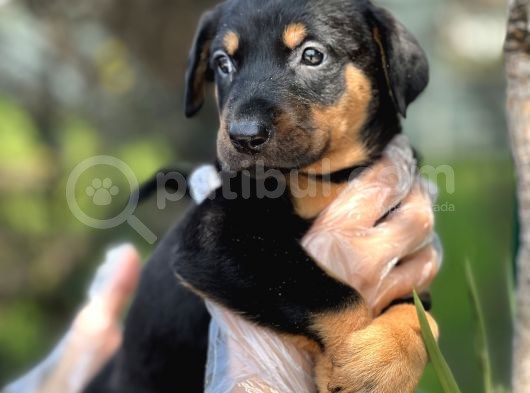 Üst Kalite Harika Anatomi Doberman Yavrular görsel