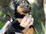 Üst Kalite Harika Anatomi Doberman Yavrular