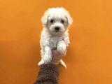 Teacup Karbeyaz Maltese Terri̇er Yavrularimiz