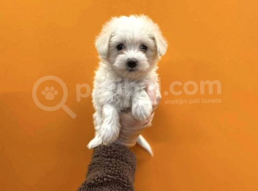 Teacup Karbeyaz Maltese Terri̇er Yavrularimiz görsel