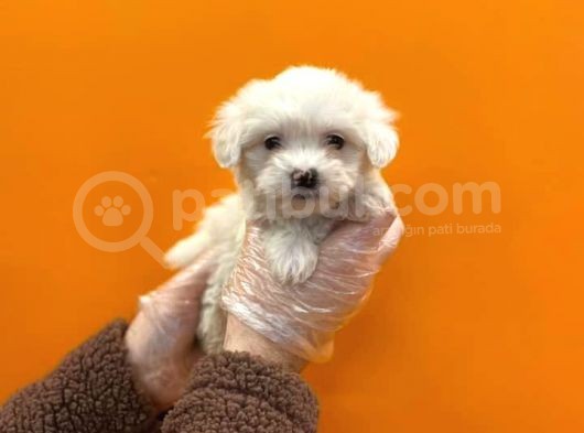Teacup Karbeyaz Maltese Terri̇er Yavrularimiz