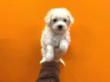 Teacup Karbeyaz Maltese Terri̇er Yavrularimiz