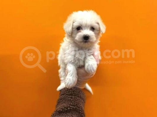 Teacup Karbeyaz Maltese Terri̇er Yavrularimiz görsel