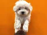 Teacup Karbeyaz Maltese Terri̇er Yavrularimiz