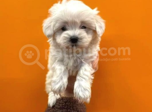 Teacup Karbeyaz Maltese Terri̇er Yavrularimiz görsel