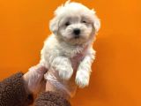 Teacup Karbeyaz Maltese Terri̇er Yavrularimiz