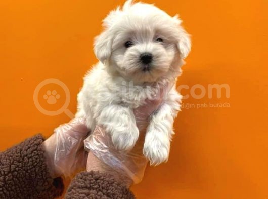 Teacup Karbeyaz Maltese Terri̇er Yavrularimiz görsel