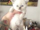 Safkan blue point british shorthair dişi bebeğimiz