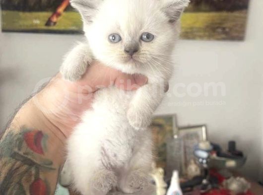 Safkan Blue Point British Shorthair Dişi Bebeğimiz
