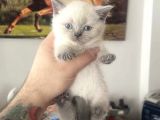 Safkan Blue Point British Shorthair Dişi Bebeğimiz