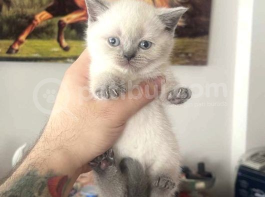 Safkan Blue Point British Shorthair Dişi Bebeğimiz görsel