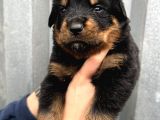 Üst Kalite Irk Garantili Rottweiler Yavrular