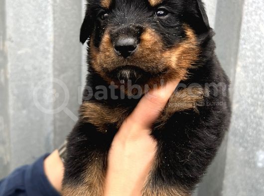 Üst Kalite Irk Garantili Rottweiler Yavrular görsel