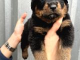 Üst Kalite Irk Garantili Rottweiler Yavrular