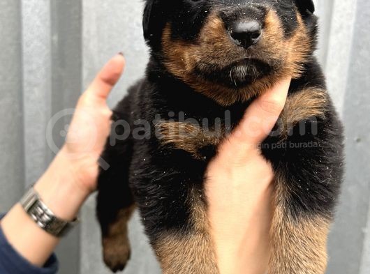 Üst Kalite Irk Garantili Rottweiler Yavrular görsel