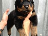 Üst Kalite Irk Garantili Rottweiler Yavrular