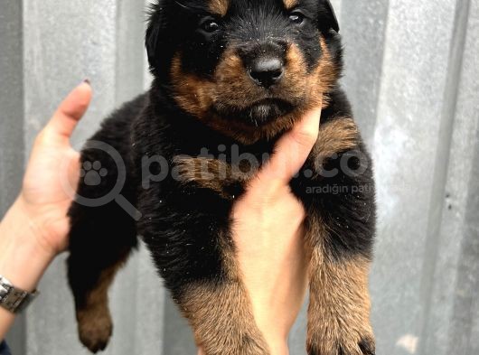 Üst Kalite Irk Garantili Rottweiler Yavrular görsel