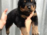 Üst Kalite Irk Garantili Rottweiler Yavrular