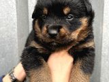 Üst Kalite Irk Garantili Rottweiler Yavrular
