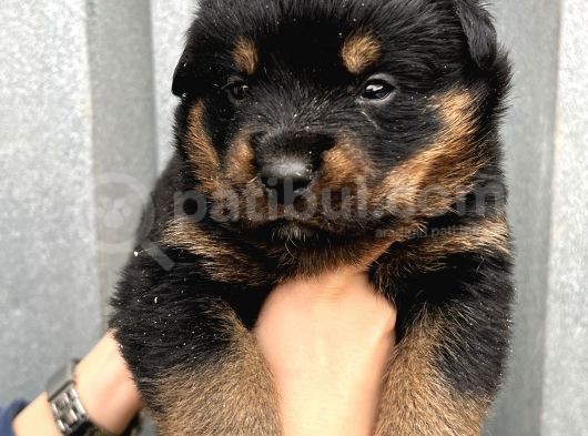 Üst Kalite Irk Garantili Rottweiler Yavrular görsel