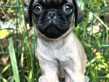 Basık Burun Gül Kuyruk Pug Yavrular