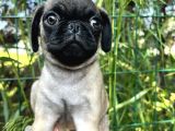 Basık Burun Gül Kuyruk Pug Yavrular