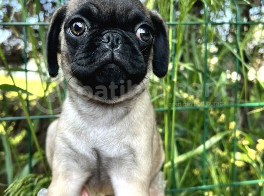 Basık Burun Gül Kuyruk Pug Yavrular görsel