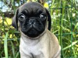 Basık Burun Gül Kuyruk Pug Yavrular