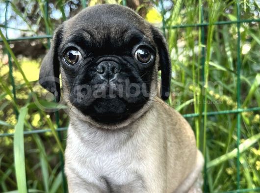 Basık Burun Gül Kuyruk Pug Yavrular görsel
