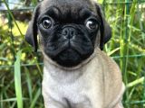 Basık Burun Gül Kuyruk Pug Yavrular
