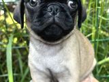 Basık Burun Gül Kuyruk Pug Yavrular