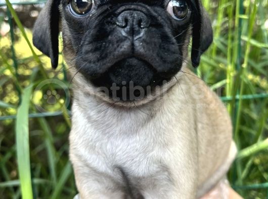 Basık Burun Gül Kuyruk Pug Yavrular görsel