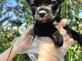 Anatomi Harikası Fransız Bulldog Yavrular
