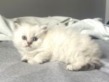 Muhteşem silver point british longhair erkek yavrumuz