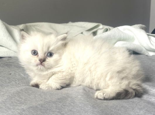 Muhteşem Silver Point British Longhair Erkek Yavrumuz