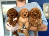 Safkan Toy Poodle Bebekler