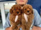 SAFKAN TOY POODLE BEBEKLER