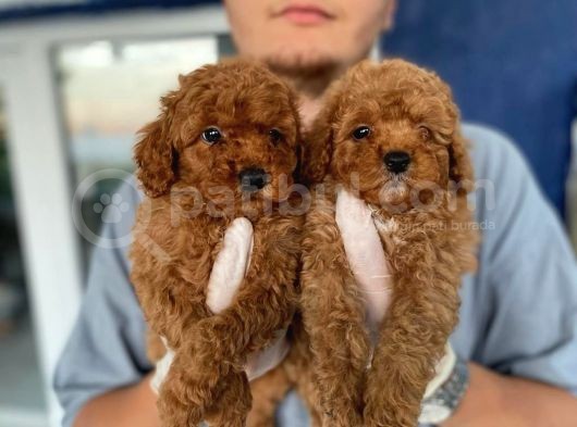 Safkan Toy Poodle Bebekler