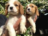 Yavru Cavalier King Charles