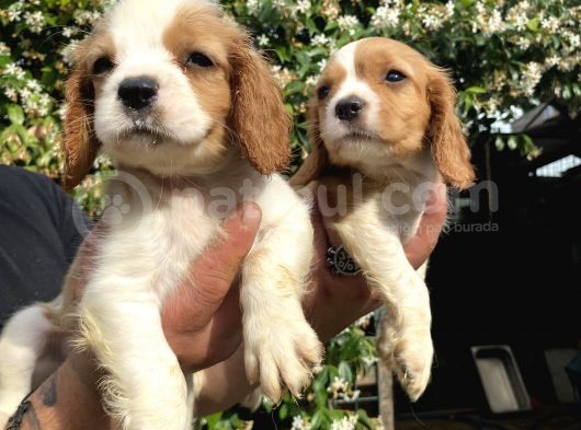 Yavru Cavalier King Charles