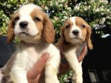 Yavru Cavalier King Charles