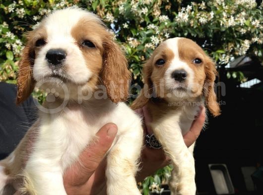 Yavru Cavalier King Charles görsel
