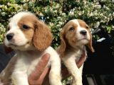 Yavru Cavalier King Charles