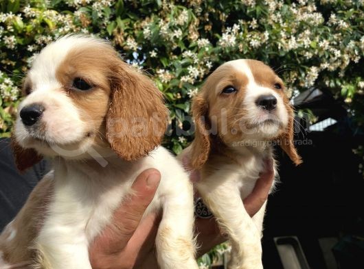 Yavru Cavalier King Charles görsel