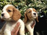 Yavru Cavalier King Charles